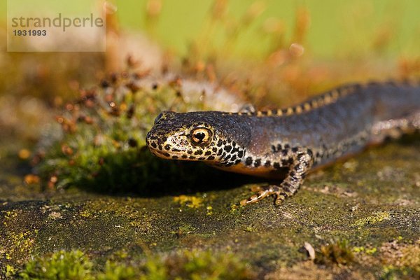 Nahaufnahme des gemeinsamen Newt (Triturus Vulgaris) auf rock