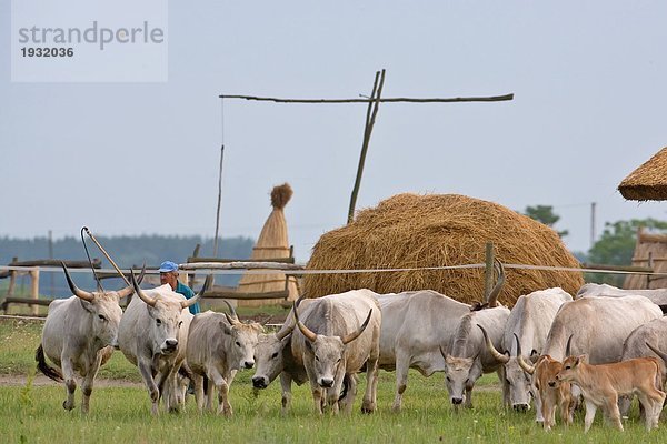 Mann hüten Kühe im Feld  Ungarn