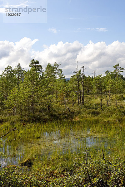 Nadelbäume im Wald  Schweden