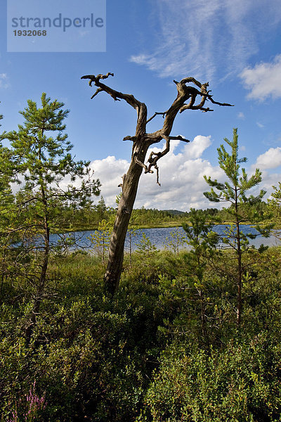See  umgeben von Bäumen  Schweden