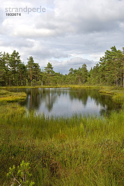 Reflexion der Bäume in See  Schweden