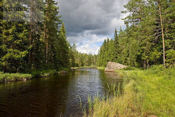 Fluss  der durch Wald  Schweden