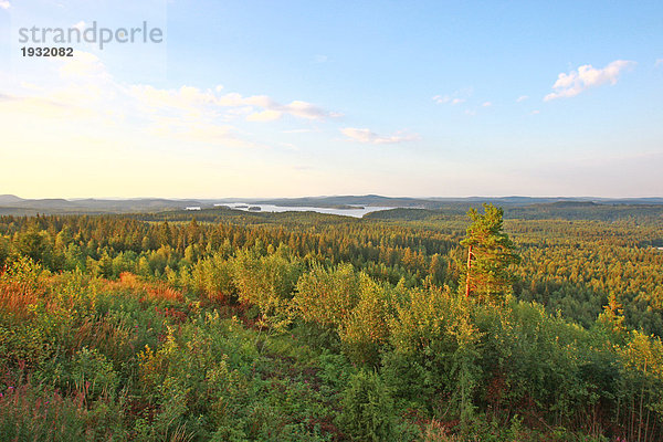 Nadelbäume im Wald  Schweden