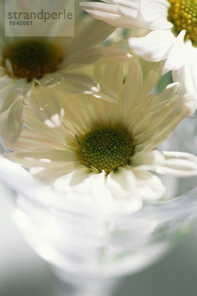 Gänseblümchen in Stielglas  Nahaufnahme