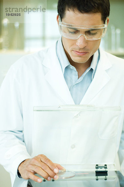 Männlicher Wissenschaftler beim Aufnehmen der Petrischale