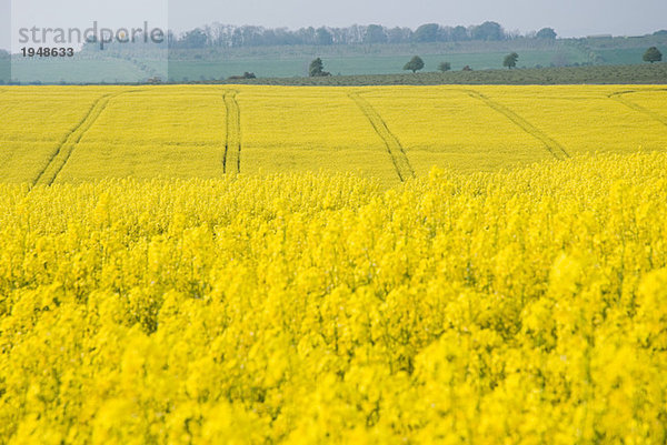 Ein Feld von Rapspflanzen