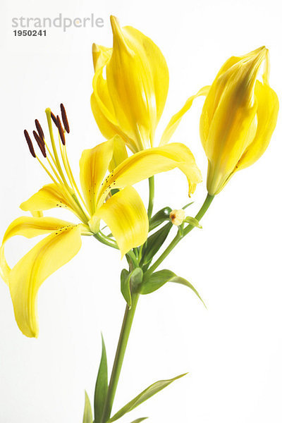 Yellow lily  Lilium
