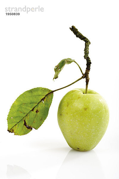 Bio-Apfel auf einem Ast