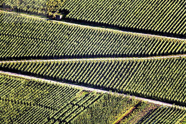 Germany  winegrowing near Mosel river