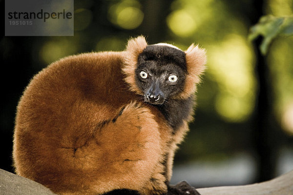 Germany  Gelsenkirchen  Zoom Erlebniswelt  Red ruffed lemur