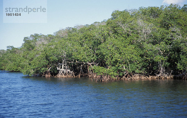 Mangroves tropical coast  Brazil