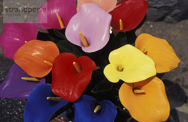 Mexico  multicoloured flower