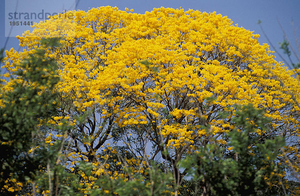 Puy or Ipe-Tree  Bignoniaceae