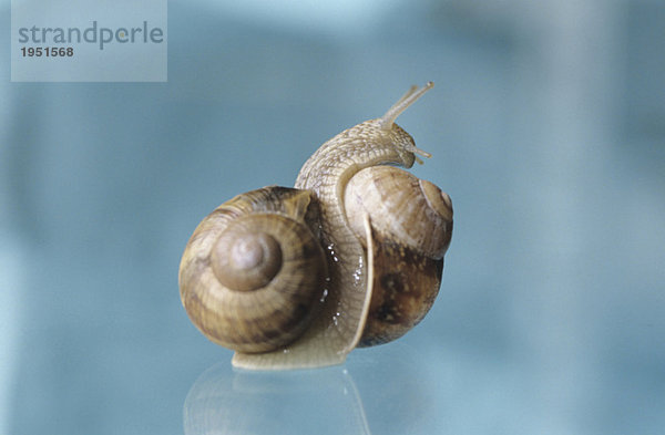 Schneckenpaar  Nahaufnahme