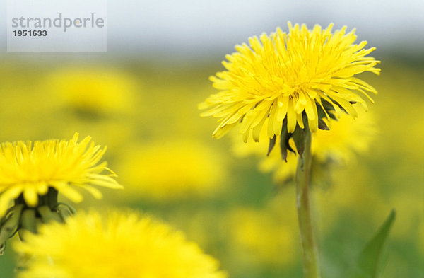 Gelbe Blumen  Löwenzahn