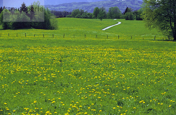 Germany  Bavaria  dandelion meadow in spring