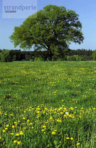 Germany  Bavaria  tree on summer meadow