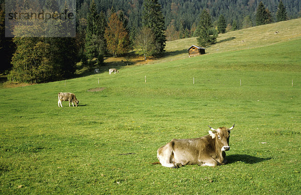 Cattle out at feed  alpine uplands Germany