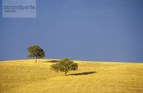 Italien  Toskana  Baum und Feld