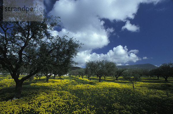 Olive trees and meadow  Calabria  Italy