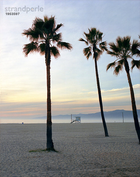 USA  Palmen am Strand von Los Angeles