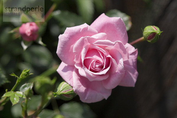 Einzelne Rosenblüte  Ansicht von unten  Nahaufnahme