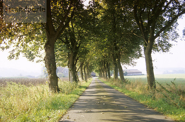 Avenue in Riemsloh  Osnabruecker country  Germany