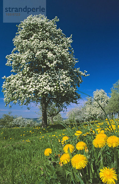 Spring in Germany