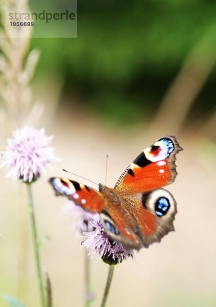 Sommer Schmetterling