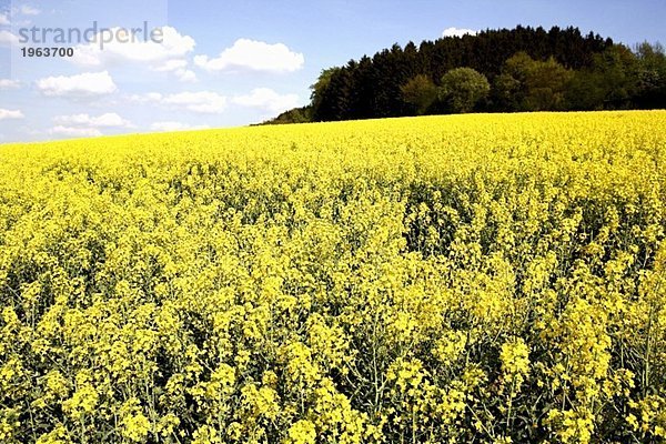 Blühendes Rapsfeld