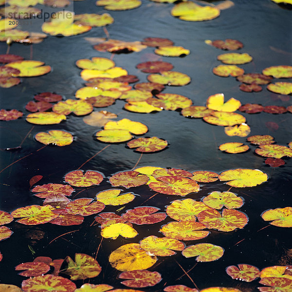 Herbstliche Seerosenblätter auf Teich