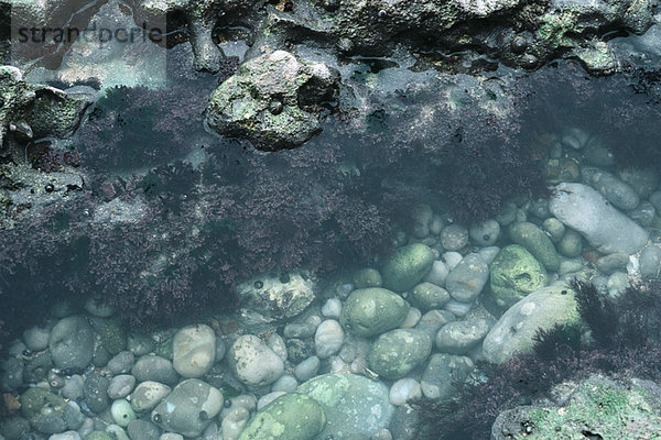 Koralle im Flachwasser