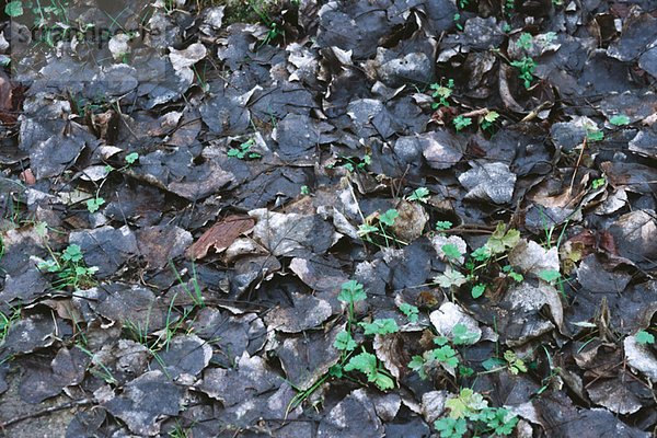 Nasse abgestorbene Blätter auf dem Boden