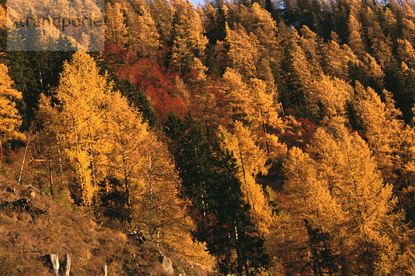 Wald mit Herbstfarbe