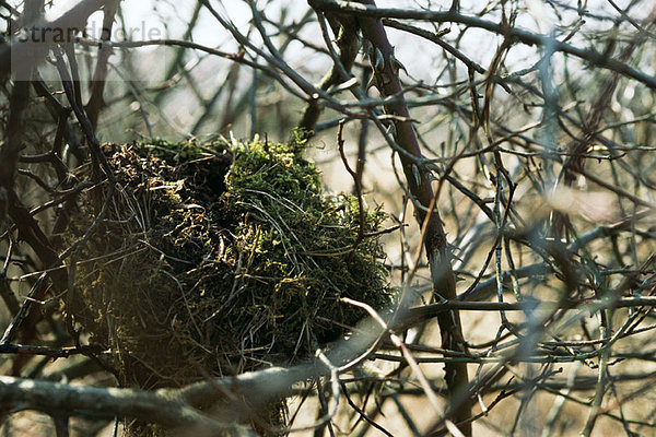 Nest im Baum