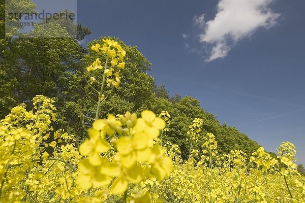 Raps (Brassica Napus) im Feld