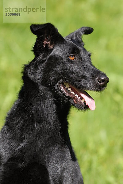 Nahaufnahme von Mongrel Hund im Feld