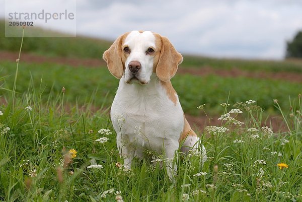 Beagle Hund im Feld sitzen
