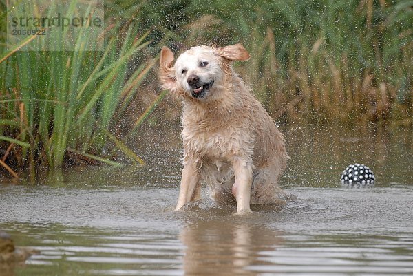 Wet Dog schütteln aus Wasser