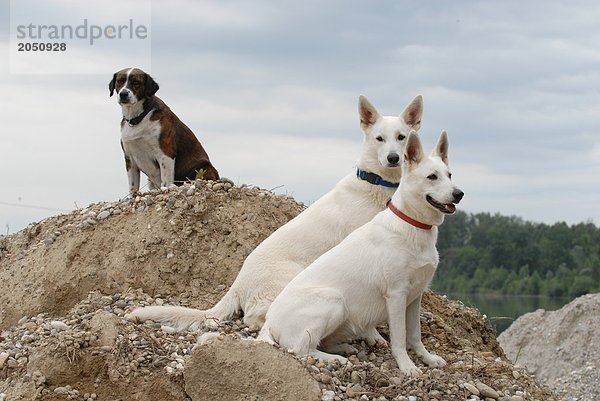 Drei Hunde sitzen auf Termite mound