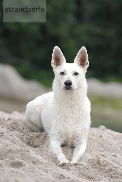 Schäferhund auf Sand liegend