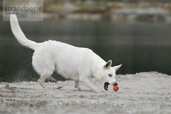 Hund spielen mit Ball am Flußufer