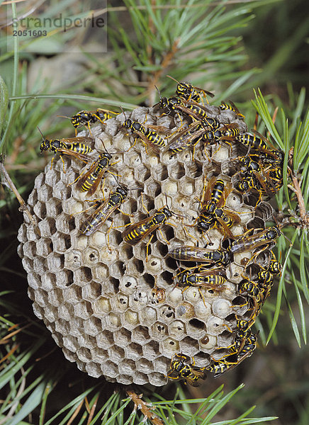 10071256  Wespe  Feld-Wespen  Nest  Insekten  Waben  Baum