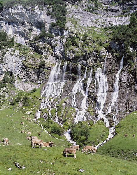 Hausrind Hausrinder Kuh Europa Schürfwunde Wasserfall Berner Oberland Kanton Bern Schweiz