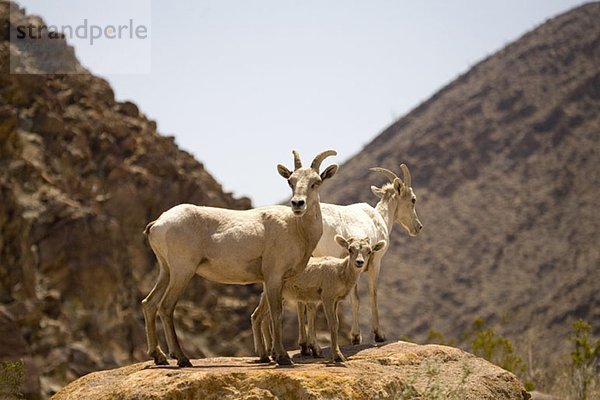 Desert Bighorn Sheep stehend auf einem flachen Felsen