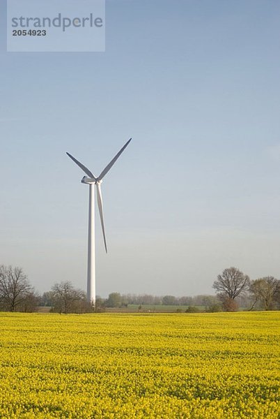 Windkraftanlagen über blühende Rapsfelder (Brassica napus)