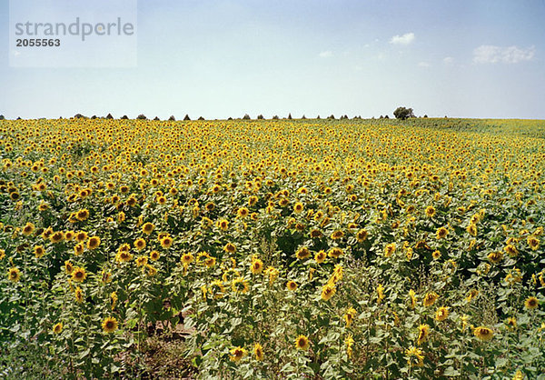 Ein Sonnenblumenfeld