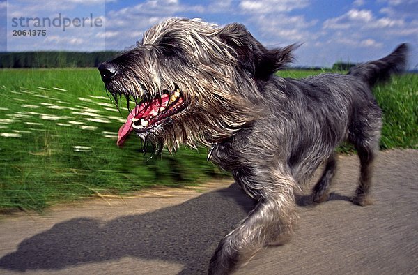 gehen Fernverkehrsstraße Hund schmutzig Mischling