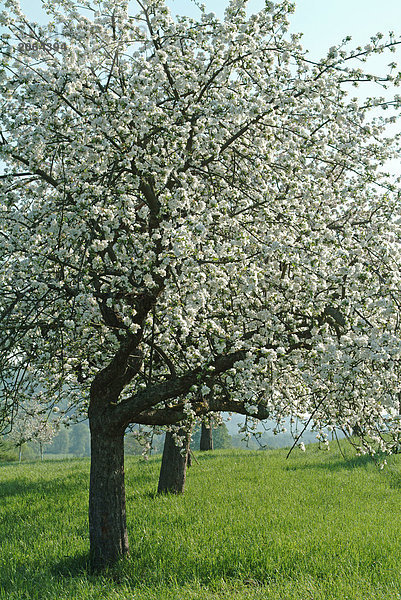 Apfelbäume in Feld blüht