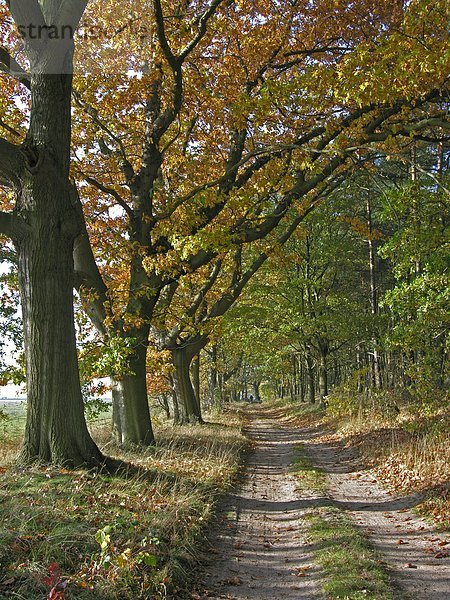 Straße durch forest